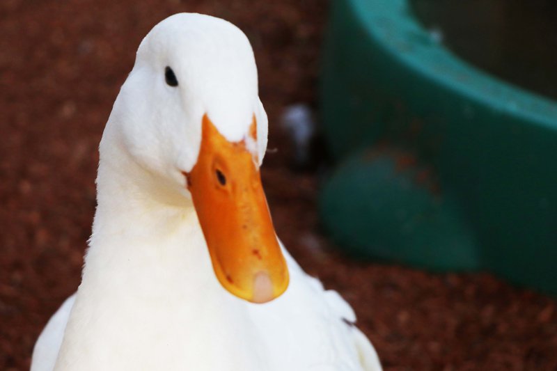 bird