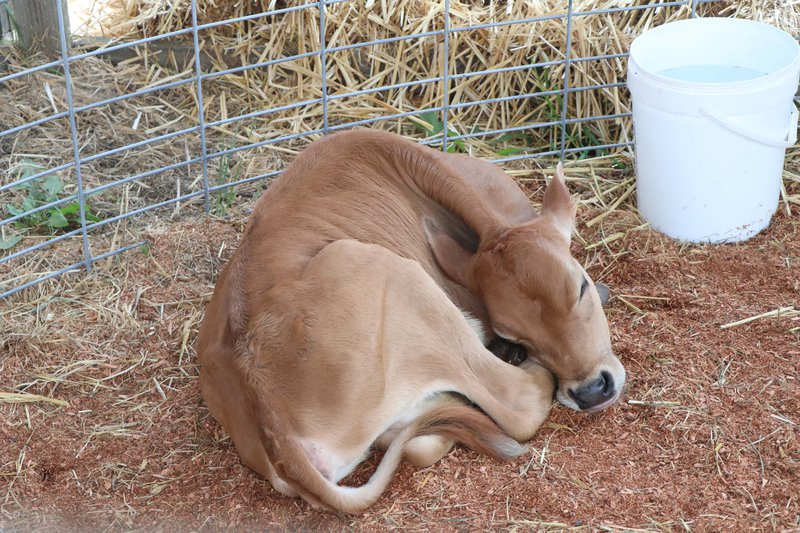 cow